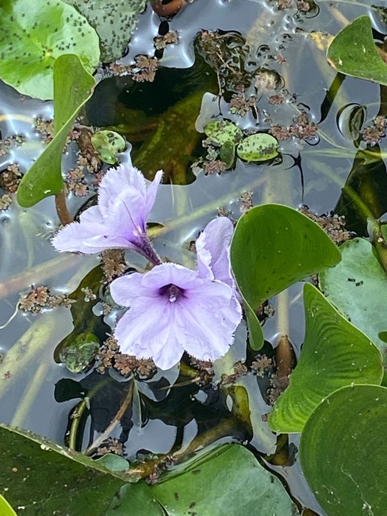Pontedariaceas  para lagos
