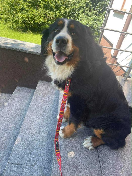 Berneński pies pasterski do rezerwacji