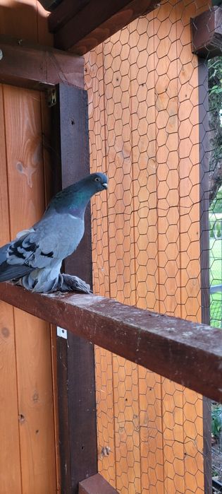 Berliński Krótkodzioby