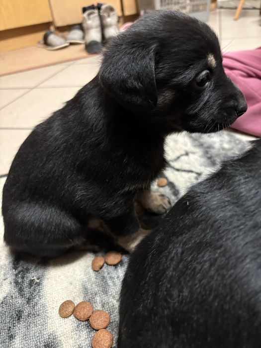 Oddam w dobre rece szczeniaki