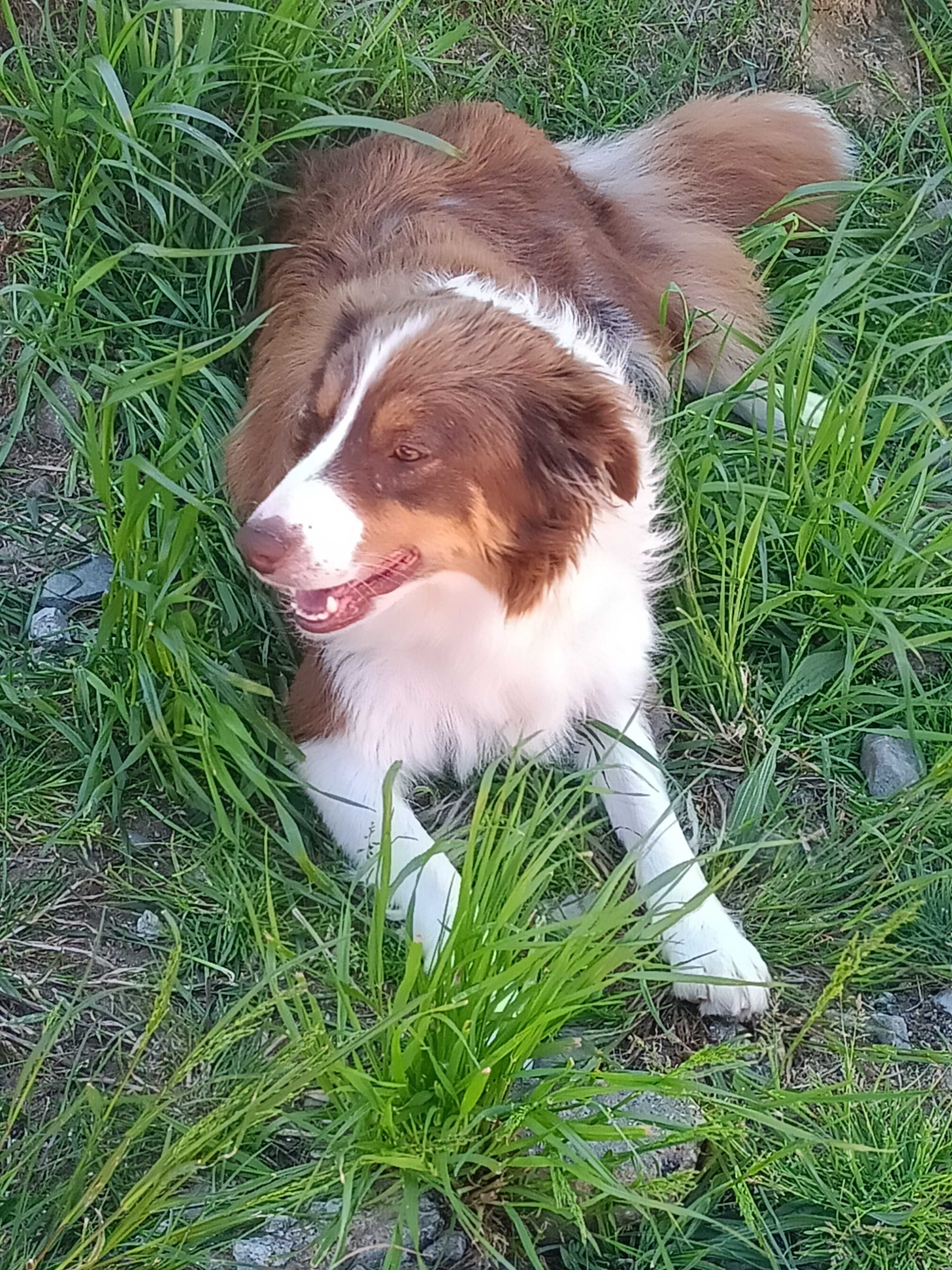 Border collie - Red Merle Tri Color