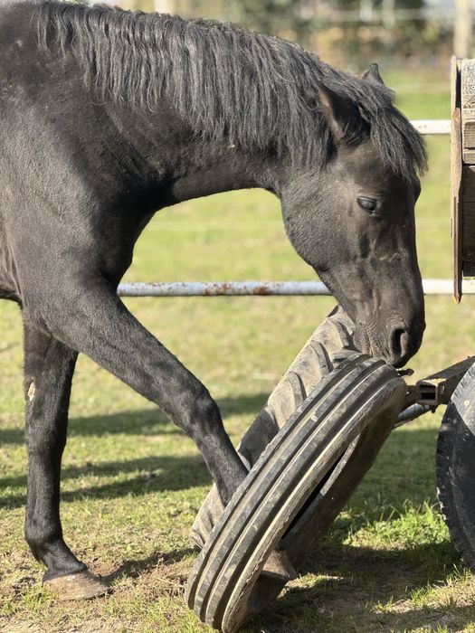 hucul do towarzystwa