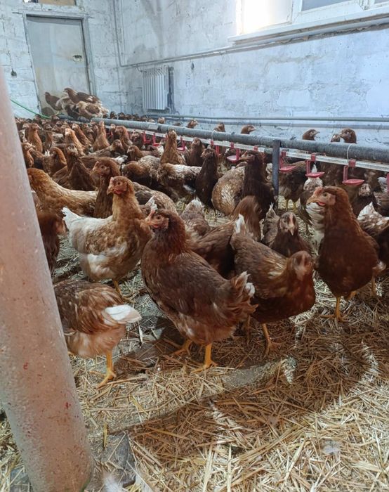 Несушки Кури. Продам.Доставка безкоштовна!!