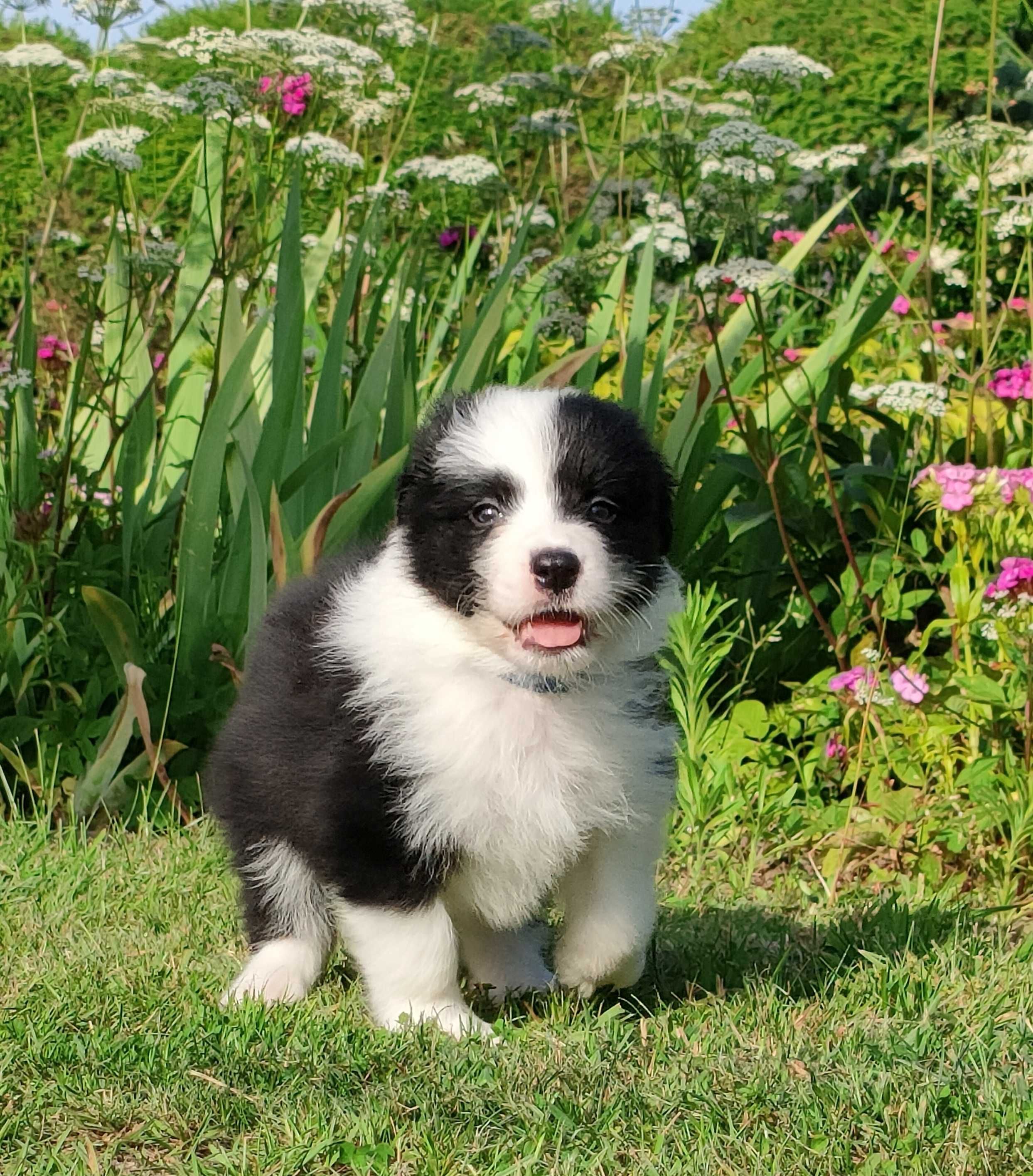 Szczeniak Border Collie ZKwP/FCI-piesek