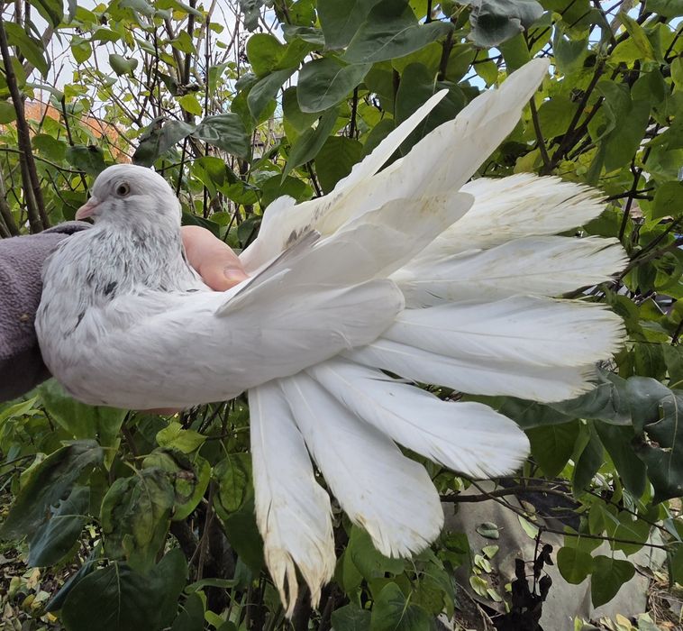 Mikołajewskie samce 2025