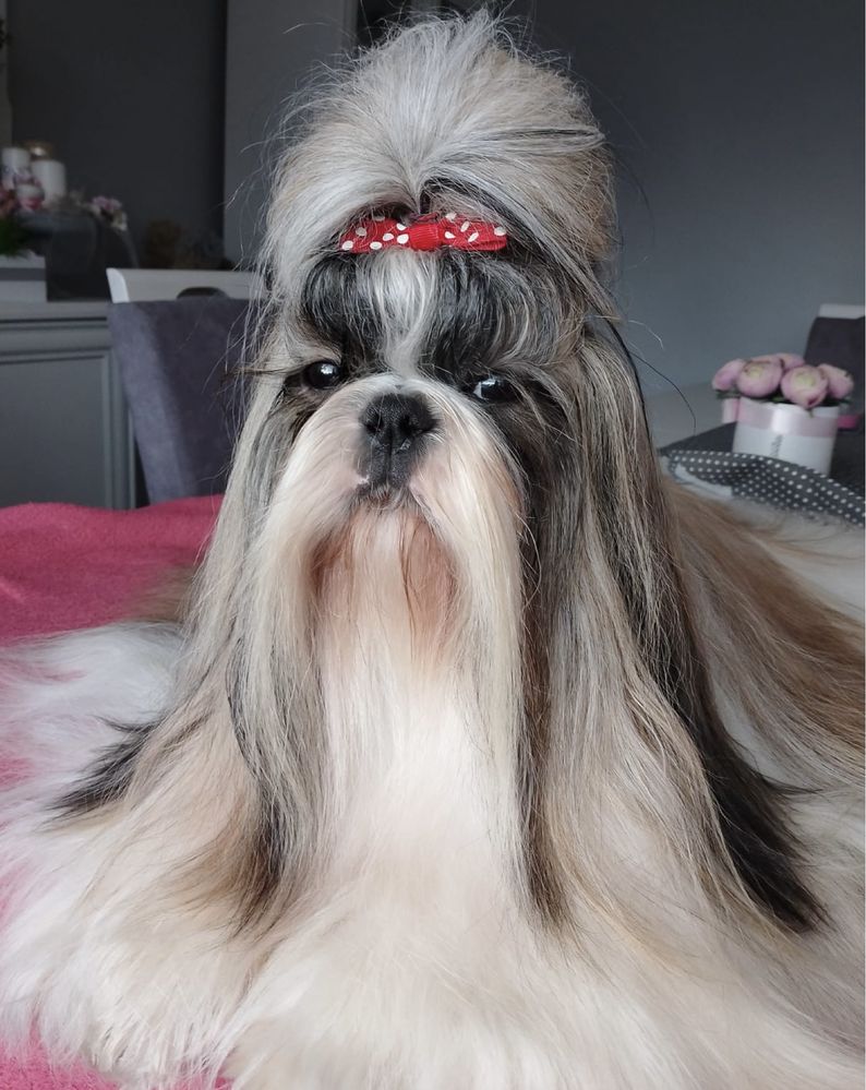 Shih tzu-sunia rodowodowa