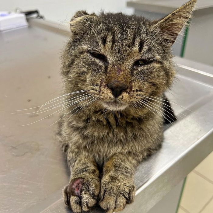 Кот, который выжил после обстрела ищет семью!