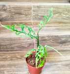 Monstera obliqua