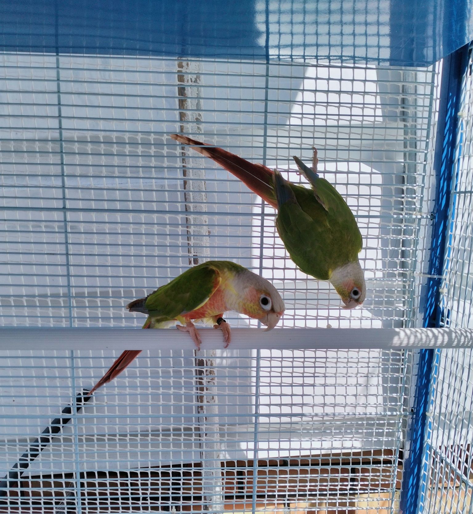 Casal de pyrrhuras