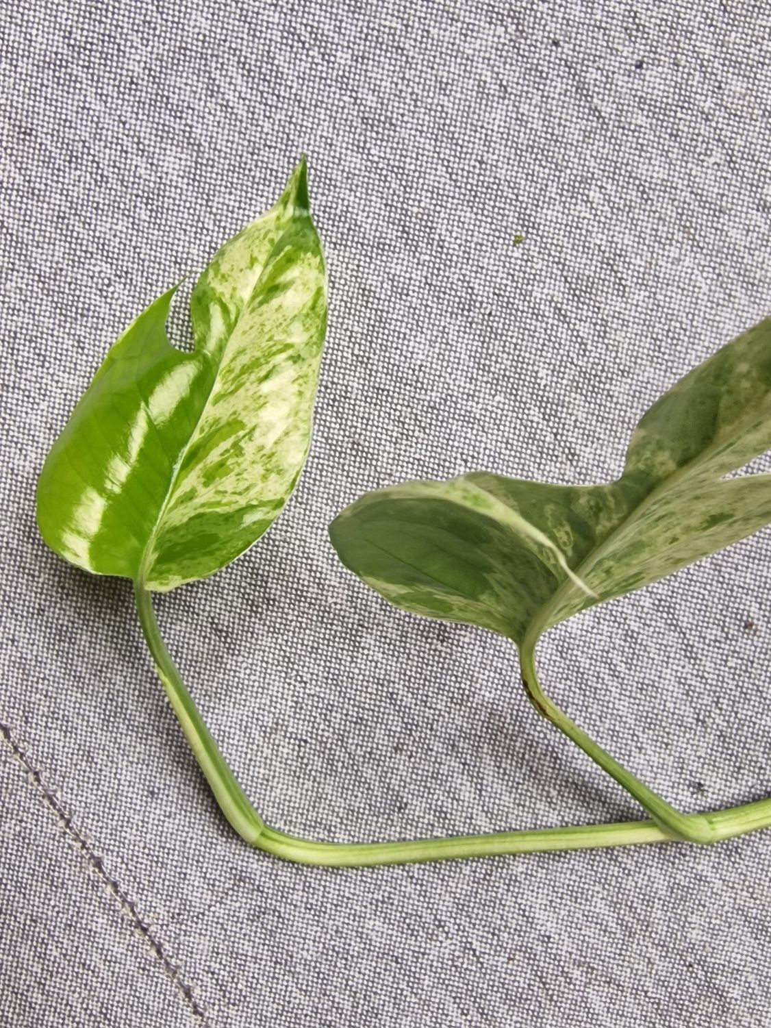 Epipremnum pinnatum Marble