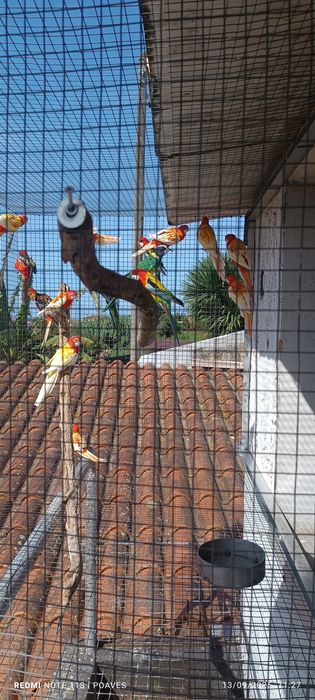 Roselas eximius e penantes