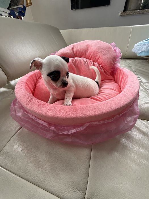 Chihuahua sunia bialo czarna