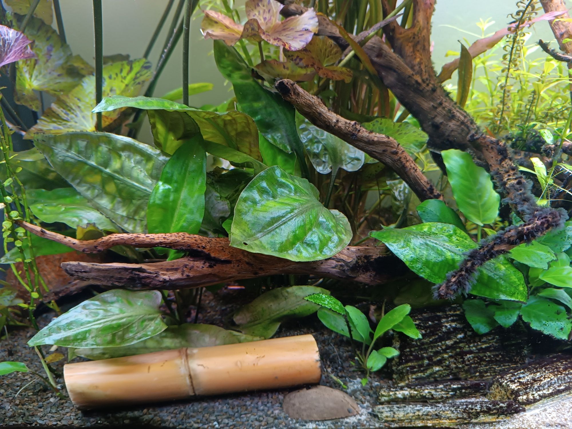 Cryptocoryne pontederiifolia, kryptokoryna sumatrzańska