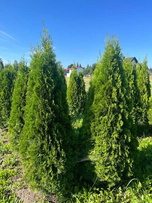 Promocja !!!  Tuje szmaragd z gruntu. Różne wysokości.  Piękne.