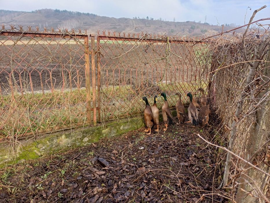 Biegusy kaczki Sprzedam