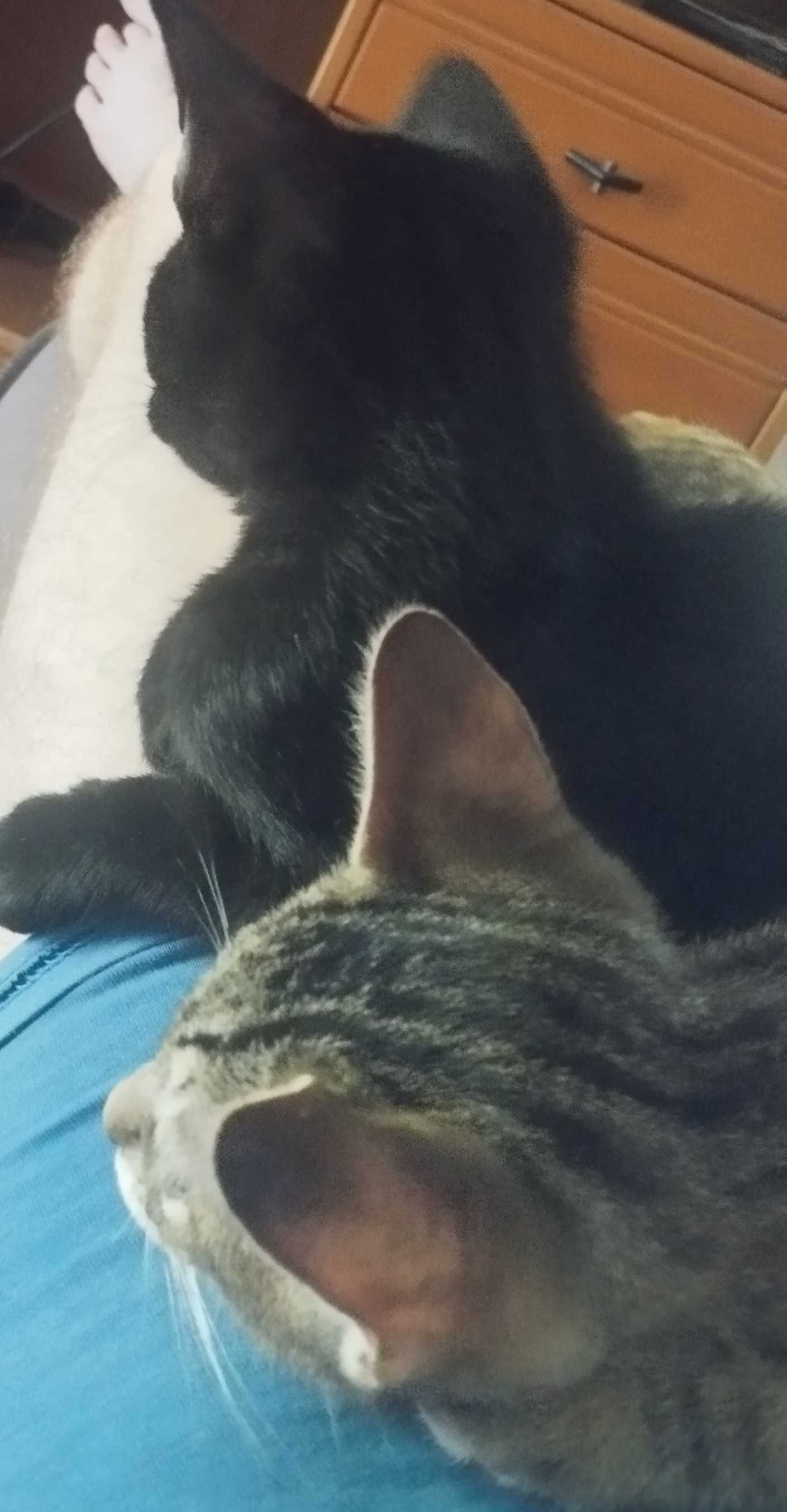 Gatinhos bebés para adoção