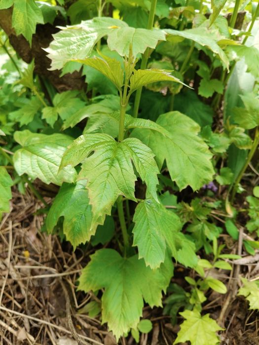 Деревце калини молоде