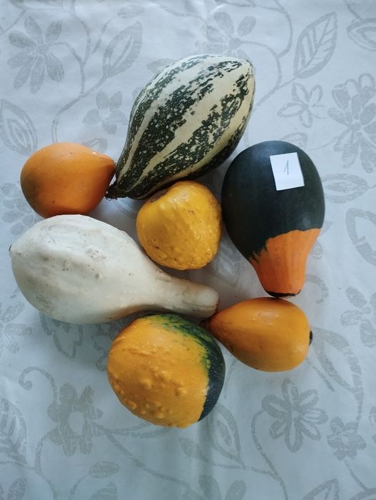 Dynie ozdobne DARY jesieni zestaw 7 sztuk