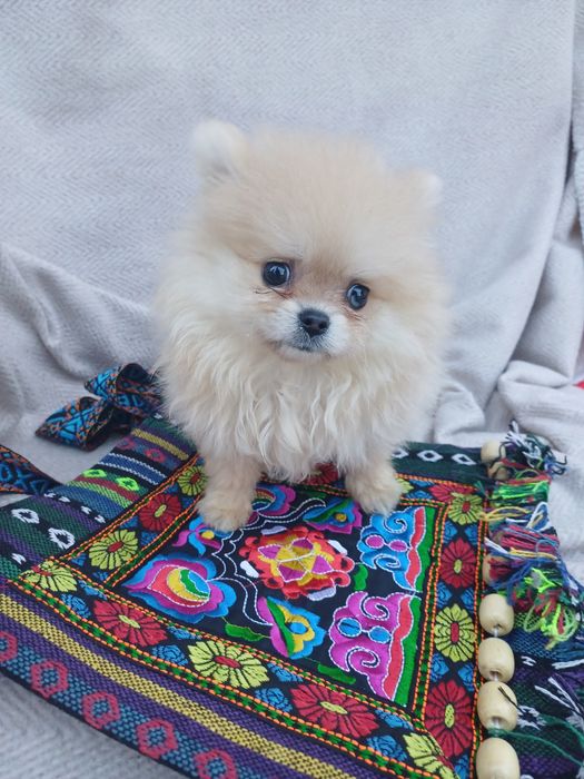 Я маленька красуня -шпіцик.