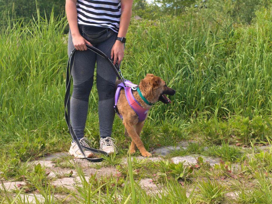 Hamlet szuka domu! Adopcja psa ze schroniska