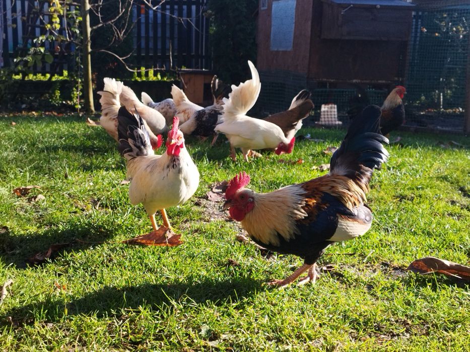 Kogutki liliputy cwergi karzełek polski