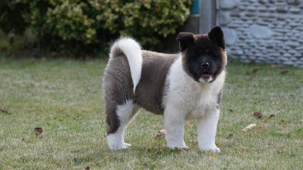 Akita Amerykanska FCI