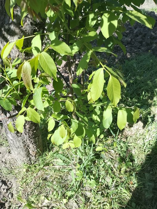 Саджанці грецького горіха 2 м