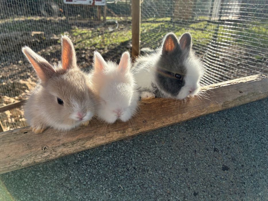 Coelhos anões Angorá nascidos a 7 Nov