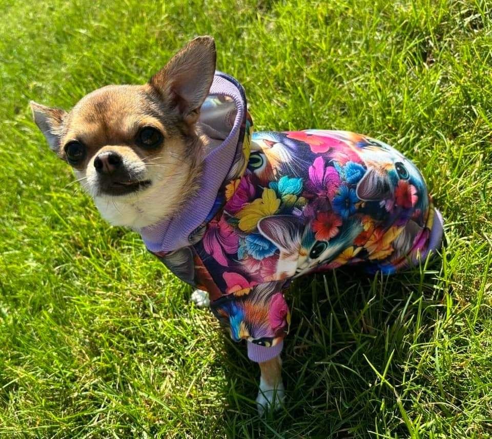 Bluza dresowa  ubranko dla psa mops grzywacz york na miare