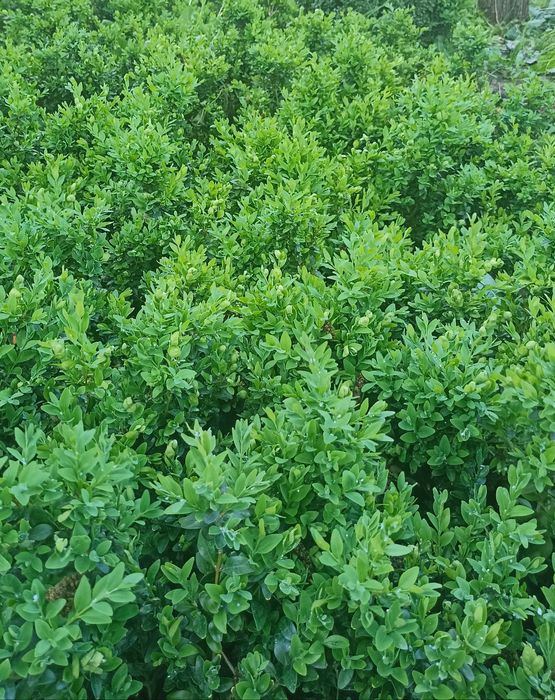 Самшит декоративний. Відправка по Україні