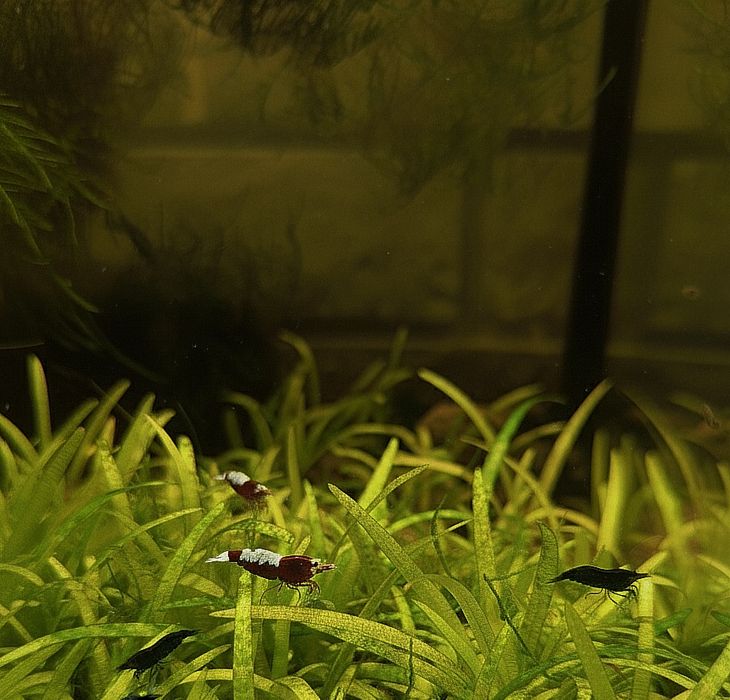 Креветки на обмен (Red Pinto Taiwan & Neokardin)