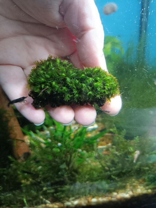 Мох f. Taxifolius, камерун