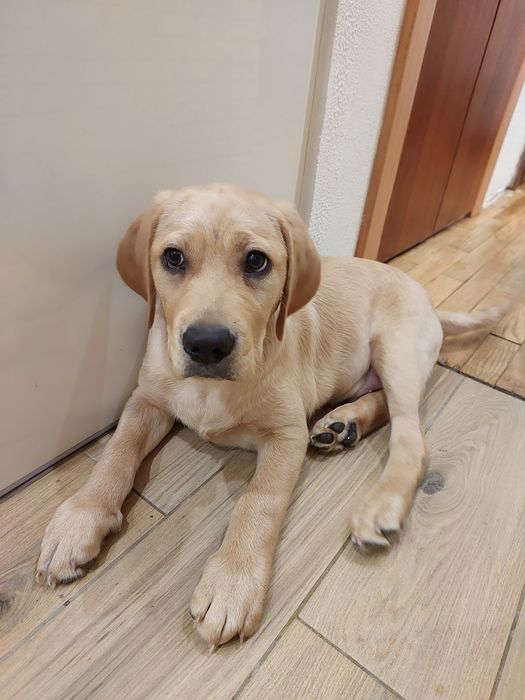 Чистокровний  лабрадор, хлопчик