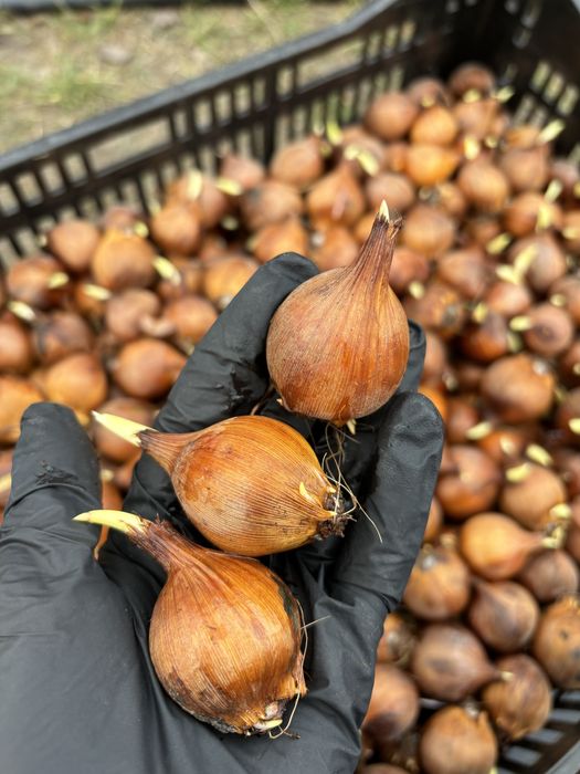 На вигонку цибулина тюльпанів, крокуса, гіацинта, іриса, нарциса