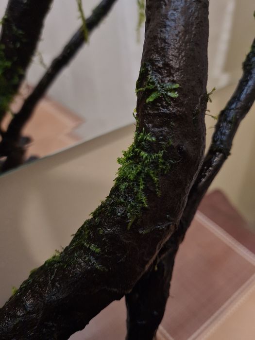 Korzeń Dark Wood z życiem, piękna tekstura drewna, doda uroku akwarium