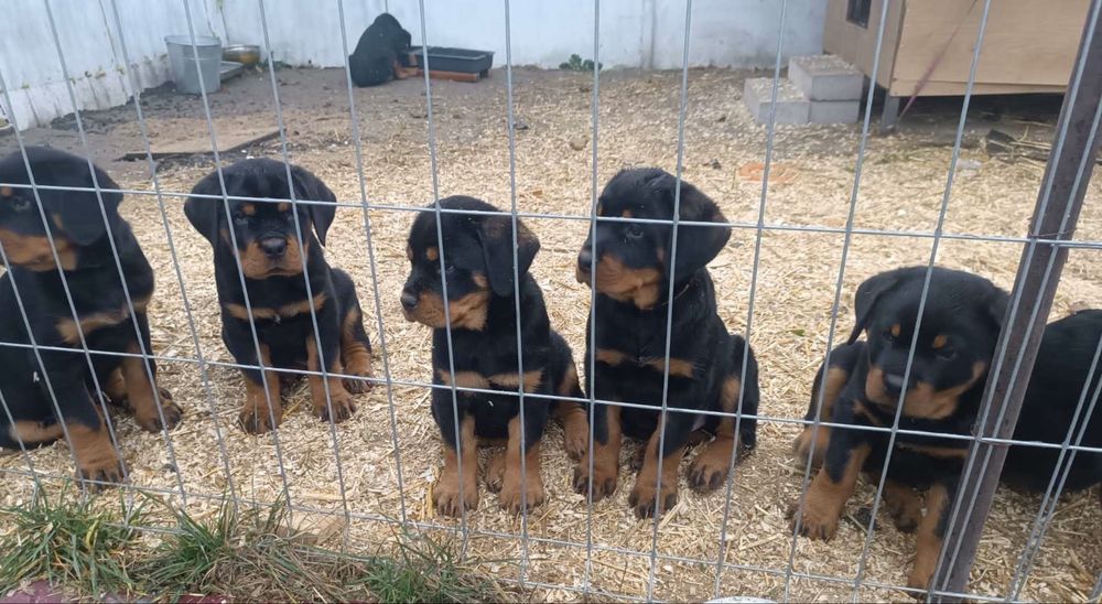 Цуценята ротвейлера.