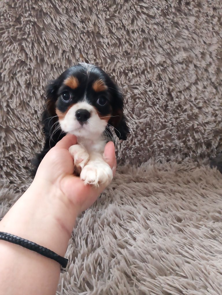 Piesek Cavalier King Charles Spaniel