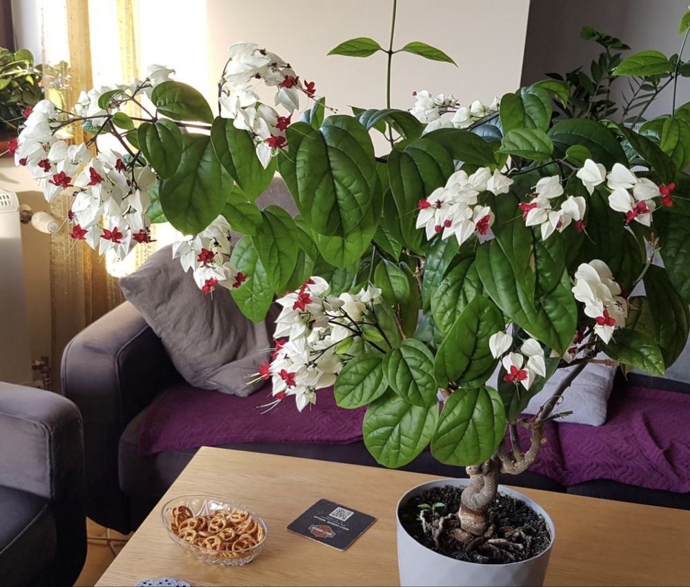SZCZĘŚLIN Klerodendron Thomsona do ogrodu i do domu sadzonkaw doniczce