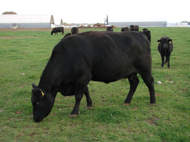 Angus pod oceną PZHiPBM, krowa po drugim wycieleniu, 800 kg, 41 sztuk.
