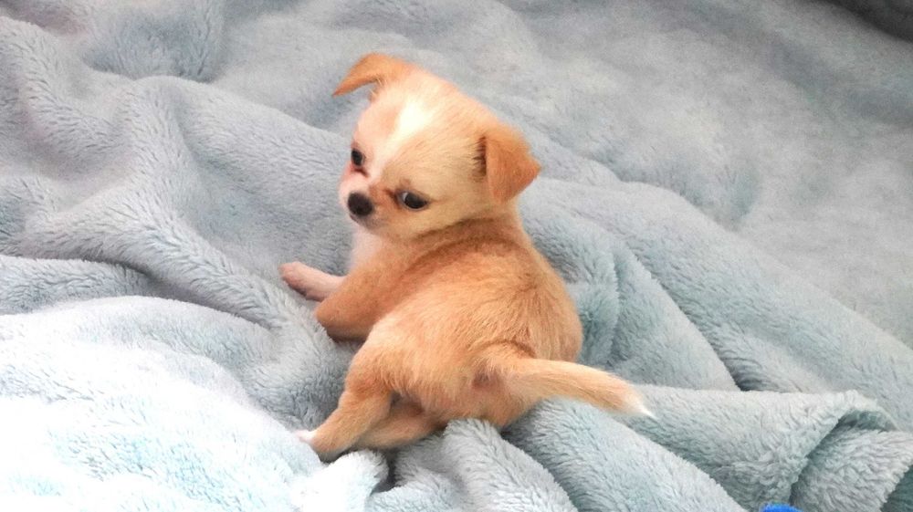 Słodka sunia z noskiem czekoladowym - Chihuahua dł. - ZKwP/FCI