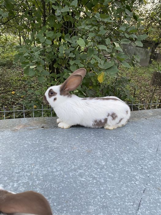 Кролики великі та маленькі