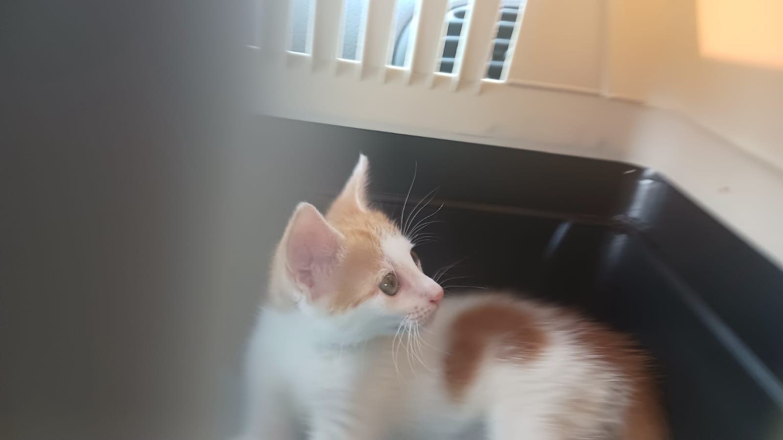 Bebés para adoção responsável