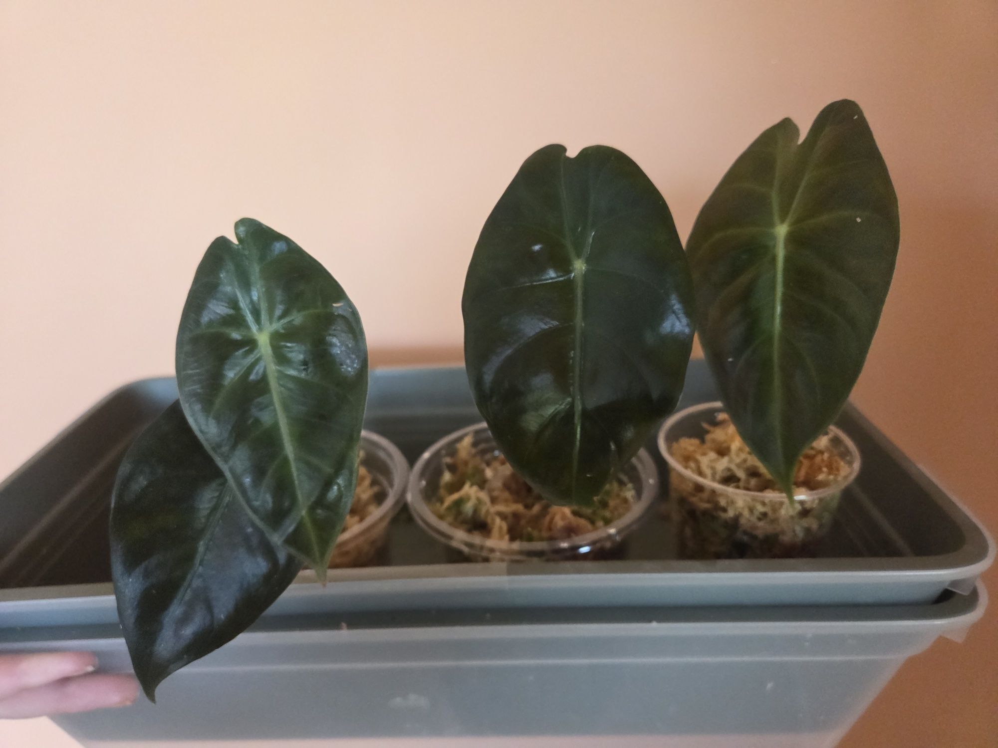 Alocasia Pink Dragon