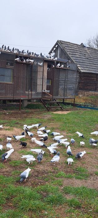 Gołębie Murzyny Ciemne