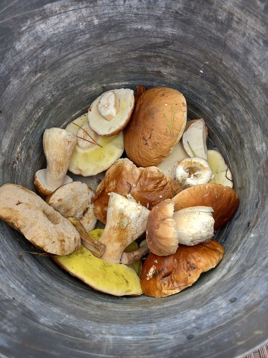 grzyby świeże na zamówienie lub suszone