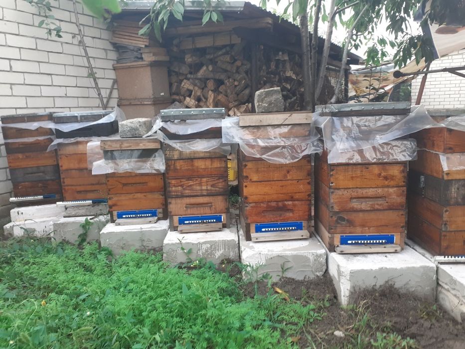 Альпійські вулики з бджолами