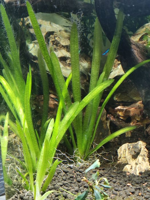 Várias plantas de aquário