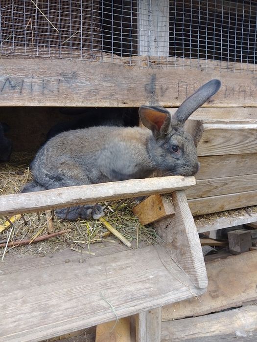 Мішана порода полтавське срібло/термон