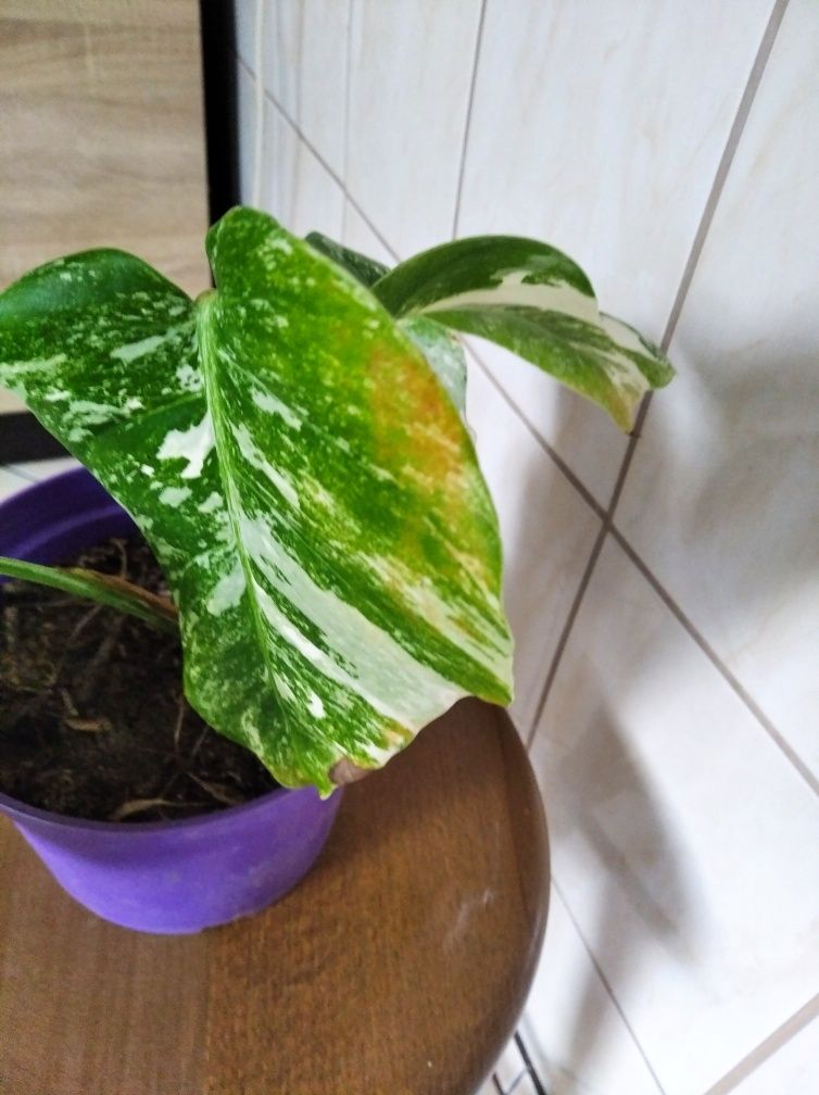 Monstera variegata