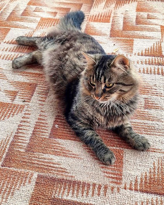 Пухнастик хоче додому